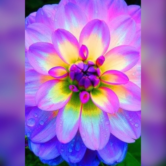 Meet your Posher, Dani - Picture 1 of 1